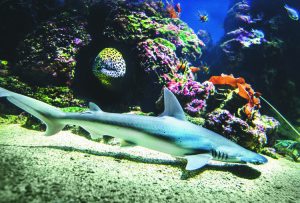 aquaria-vattenmuseum-001