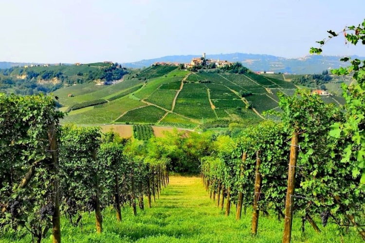sukulantila-italia-6