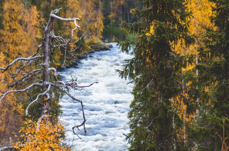 Kuusamo Kelopuu ja ruskaisia puita etualalla, taustalla virtaa koski.