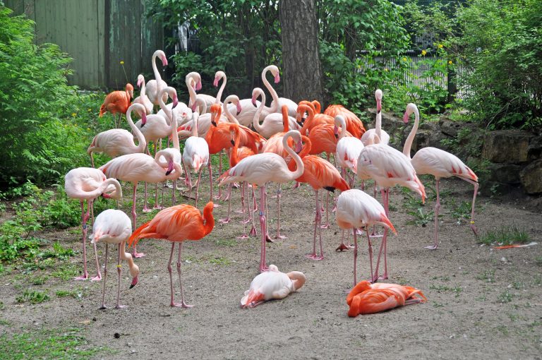 Riika, eläintarha Flamingoja kokoontuneena yhteen.