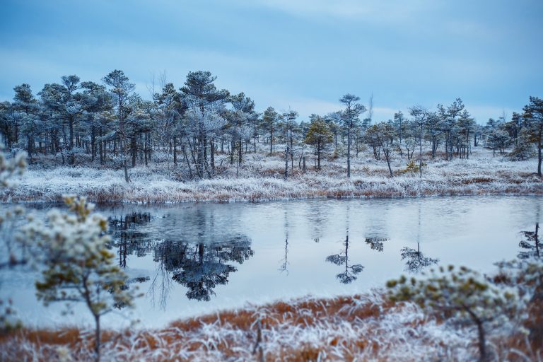 Jurmala, talvi Talvinen soinen metsä ja lampi sinisessä valossa.