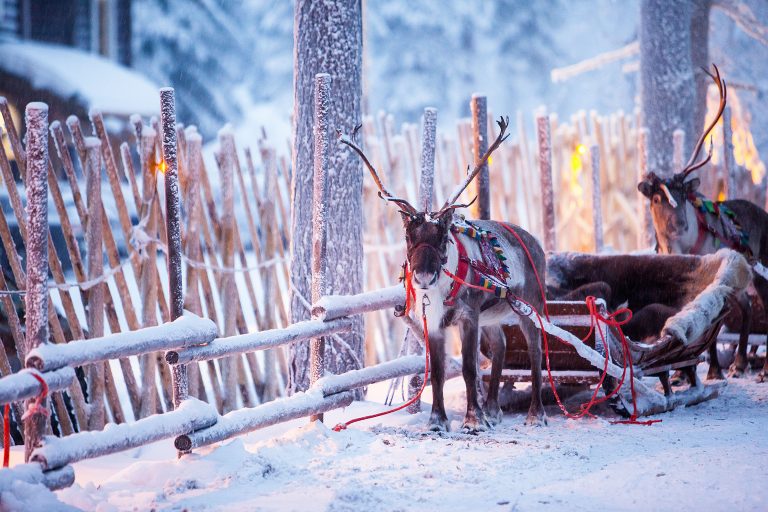 Lappi, poro, Rovaniemi